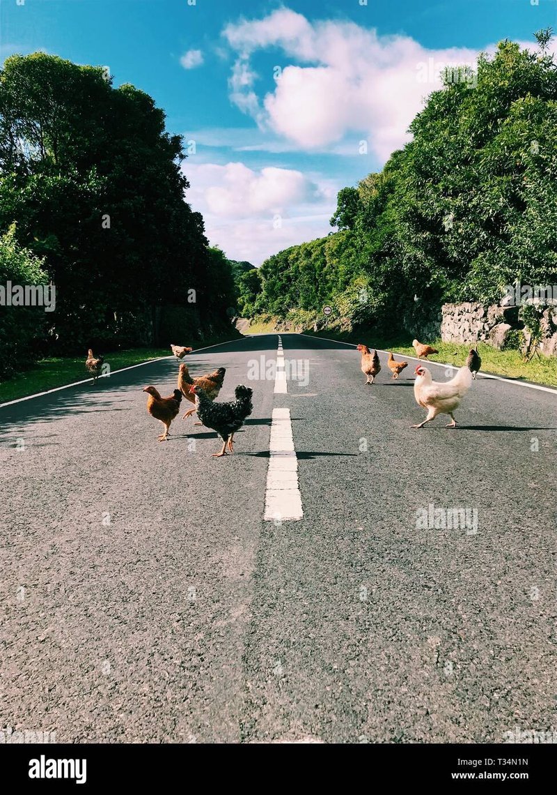 A look at chicken road casino